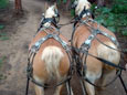 Jackson Stables, YMCA of the Rockies, Estes Park, Colorado