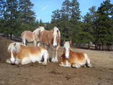 Click to enlarge Jackson Stables, YMCA of the Rockies, Estes Park, Colorado