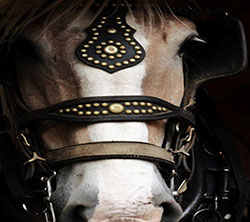 Click to enlarge Jackson Stables, YMCA of the Rockies, Estes Park, Colorado